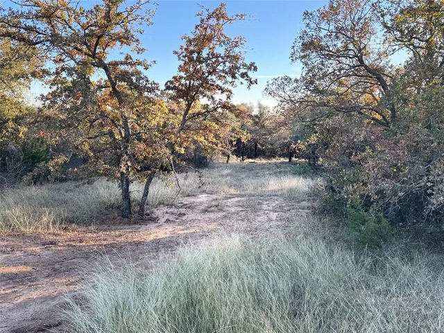 a view of a forest with trees in the background