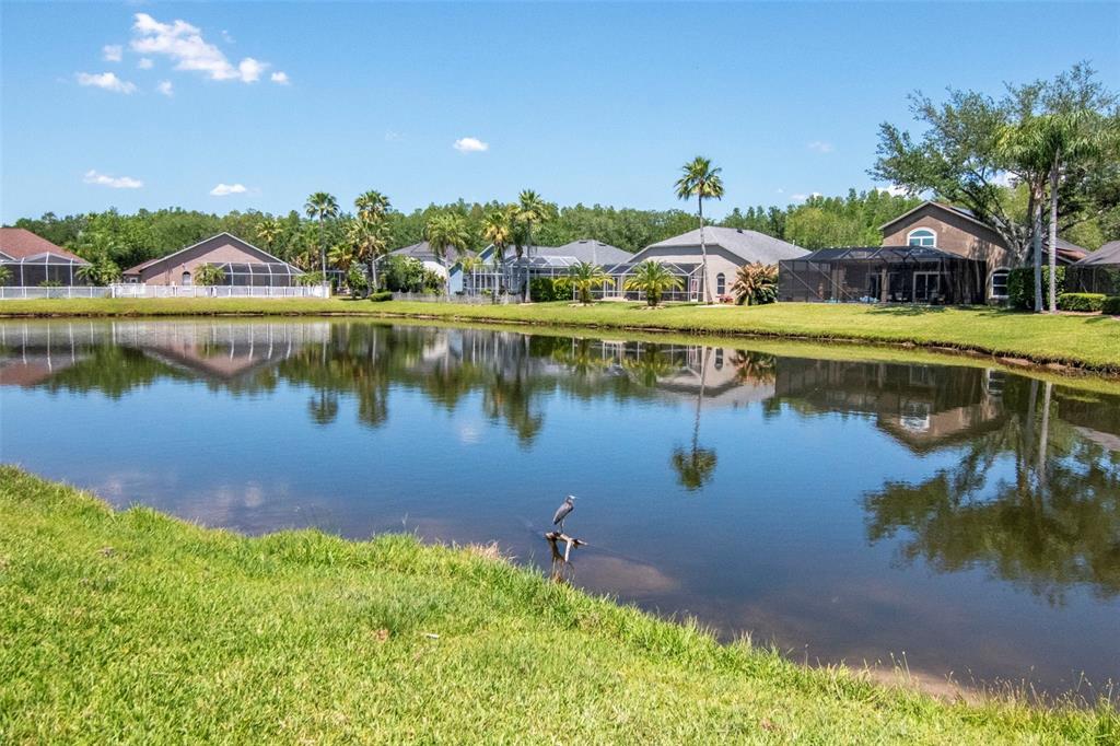 19103 Wind Dancer Street Lutz, FL 33558 - Photo 39 of 41 a view of a lake with a house in the background