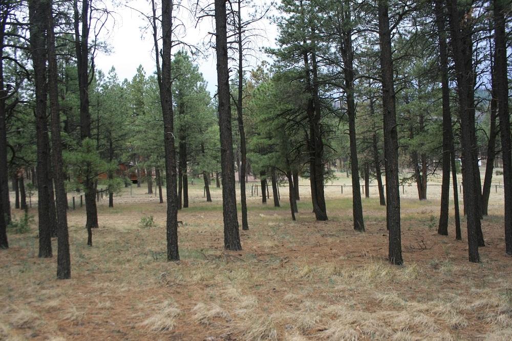 34 Cr 2088 Alpine Az 85920 Alpine, AZ 85920 - Photo 1 of 8 a view of park