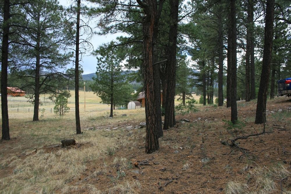 34 Cr 2088 Alpine Az 85920 Alpine, AZ 85920 - Photo 3 of 8 a view of trees