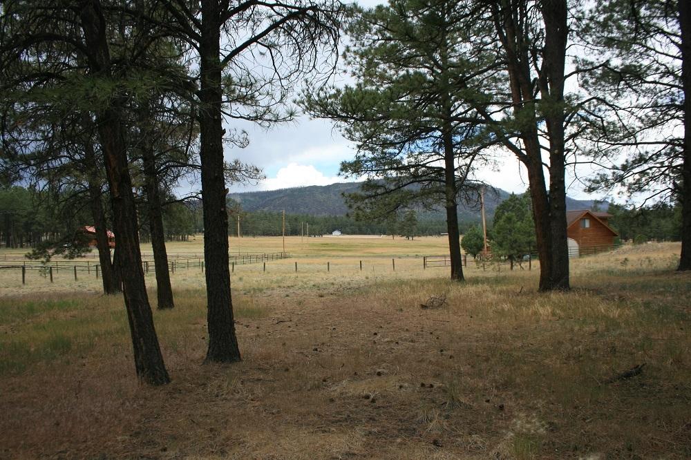 34 Cr 2088 Alpine Az 85920 Alpine, AZ 85920 - Photo 4 of 8 a view of backyard with tree