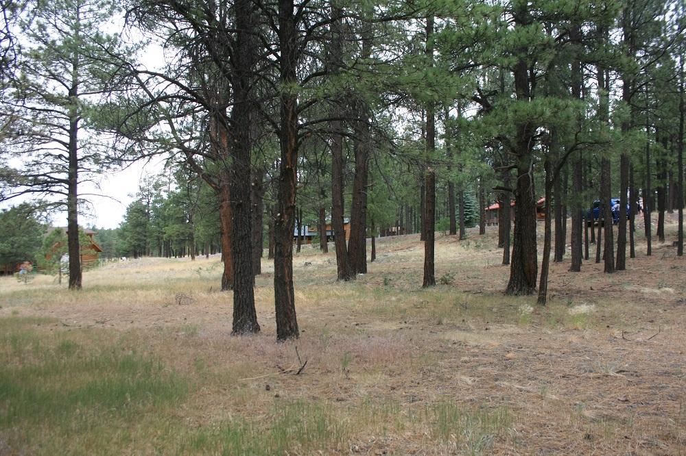 34 Cr 2088 Alpine Az 85920 Alpine, AZ 85920 - Photo 6 of 8 a view of outdoor space with trees