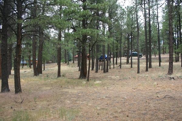 34 Cr 2088 Alpine Az 85920 Alpine, AZ 85920 - Photo 7 of 8 a view of outdoor space with trees