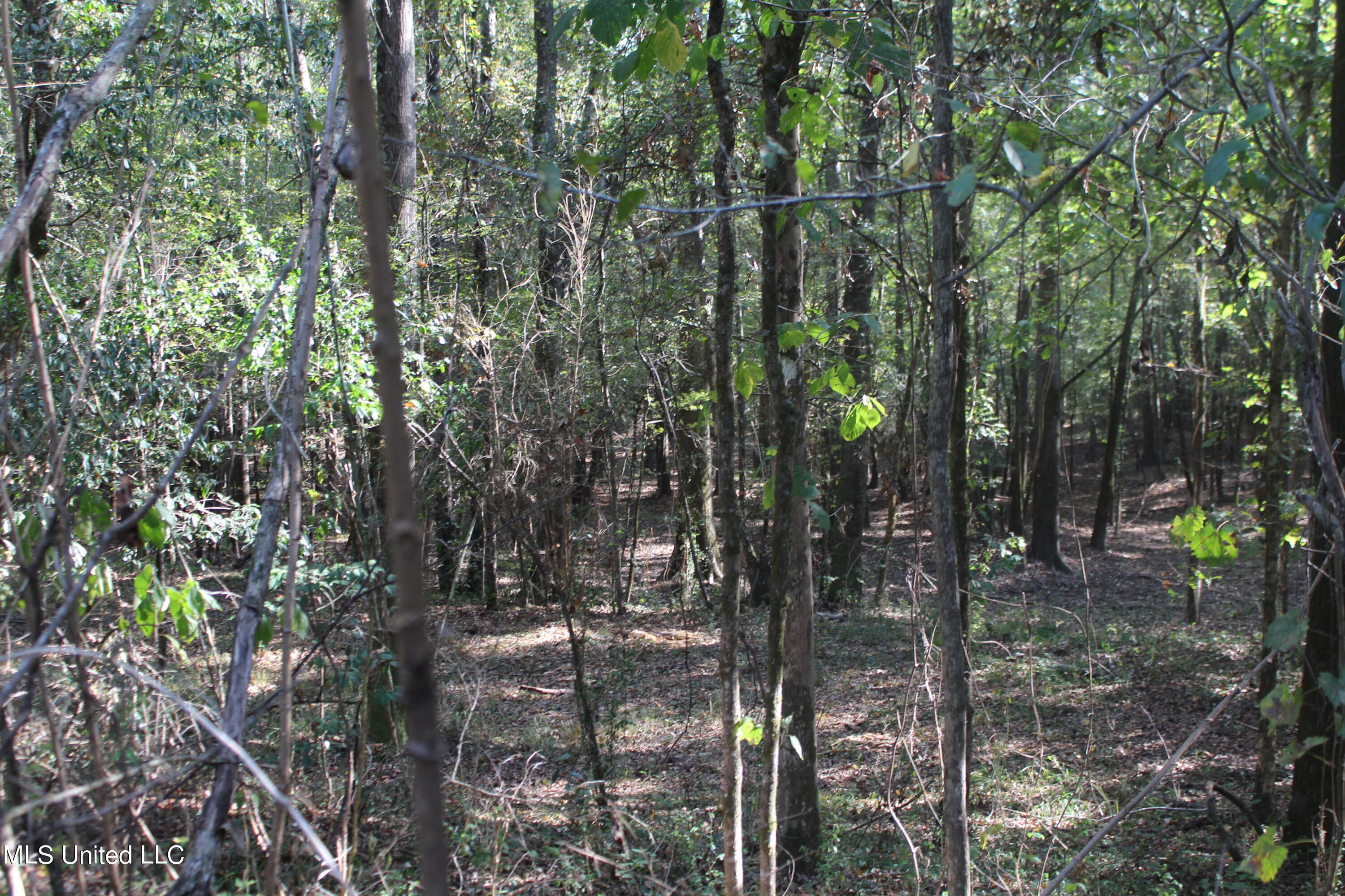 Byrd Road State Line, MS 39362 - Photo 8 of 17 IMG_6905