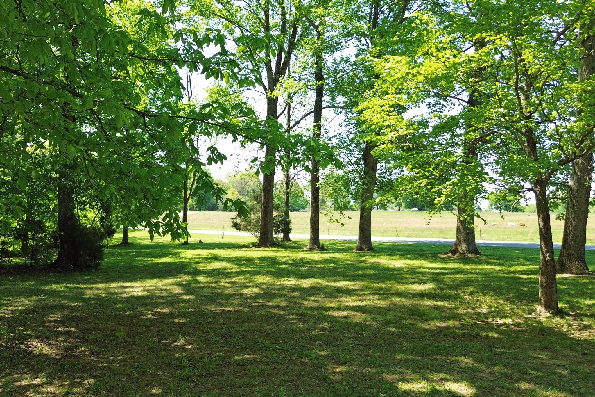 1371 Johns Loop Road Franklin, KY 42134 - Photo 56 of 72 a big yard with lots of green space and trees in the background