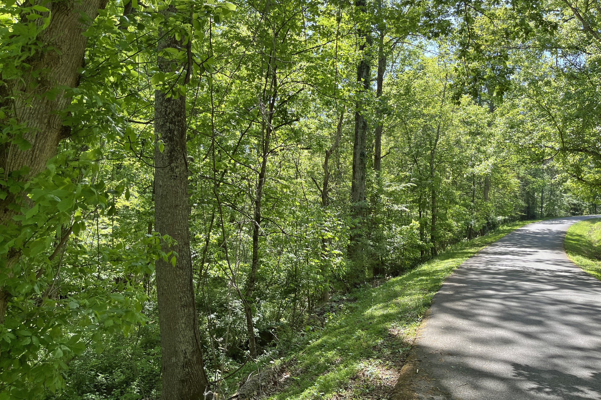 1371 Johns Loop Road Franklin, KY 42134 - Photo 57 of 72 a big yard with lots of green space and trees