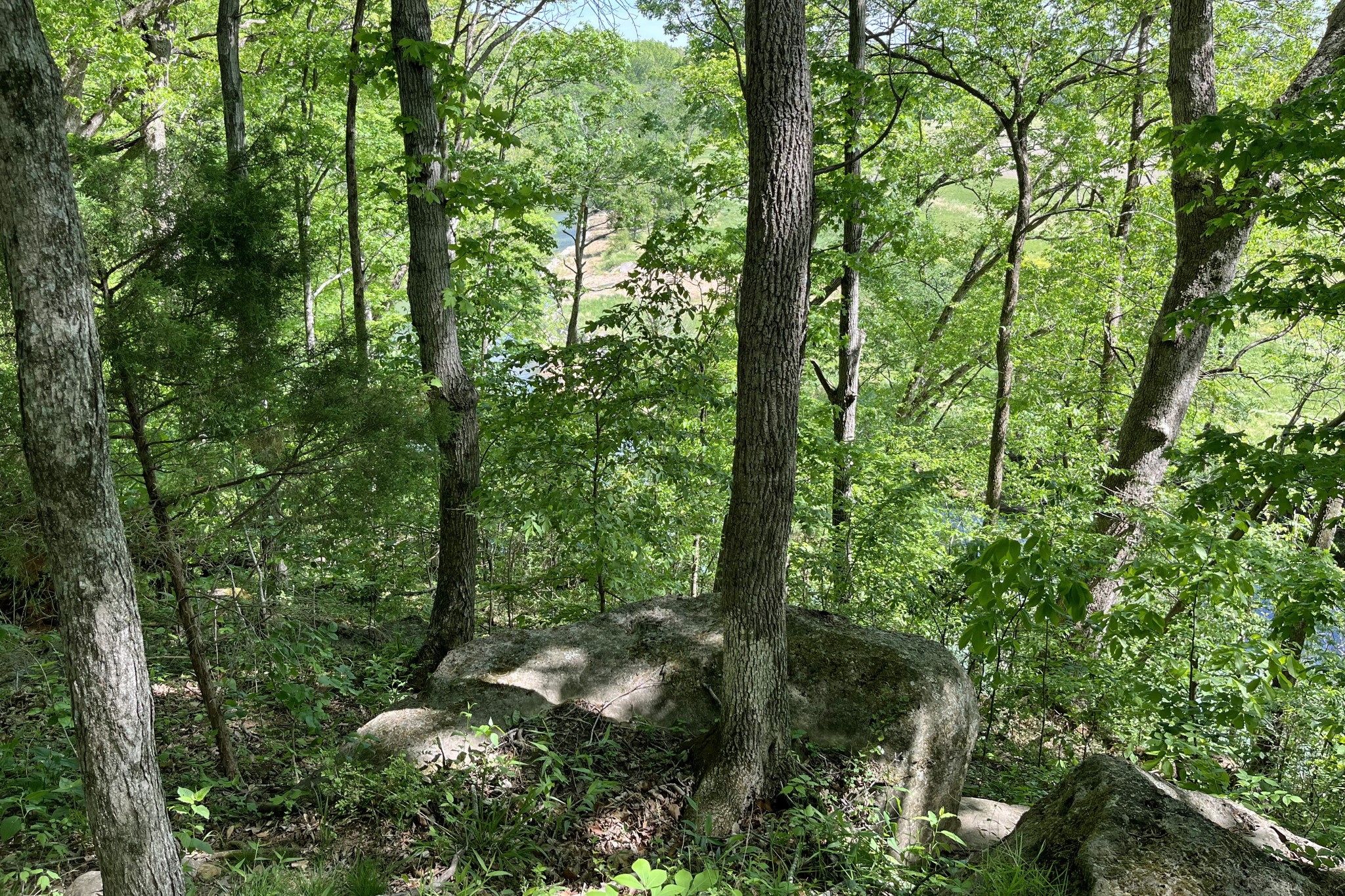1371 Johns Loop Road Franklin, KY 42134 - Photo 63 of 72 a view of a forest