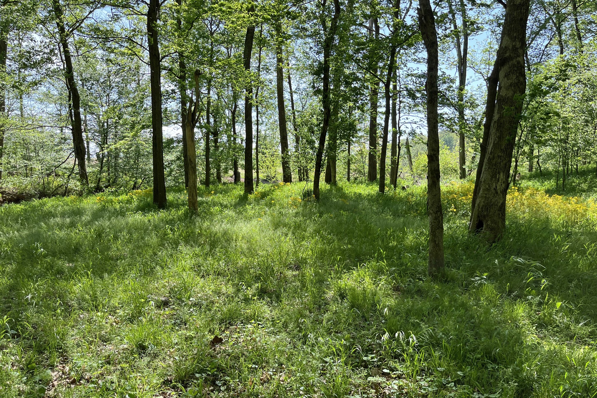 1371 Johns Loop Road Franklin, KY 42134 - Photo 72 of 72 a backyard of a house with lots of green space