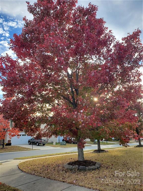 12803 Longstraw Road Charlotte, NC 28227 - Photo 35 of 37 Gallery Image 35