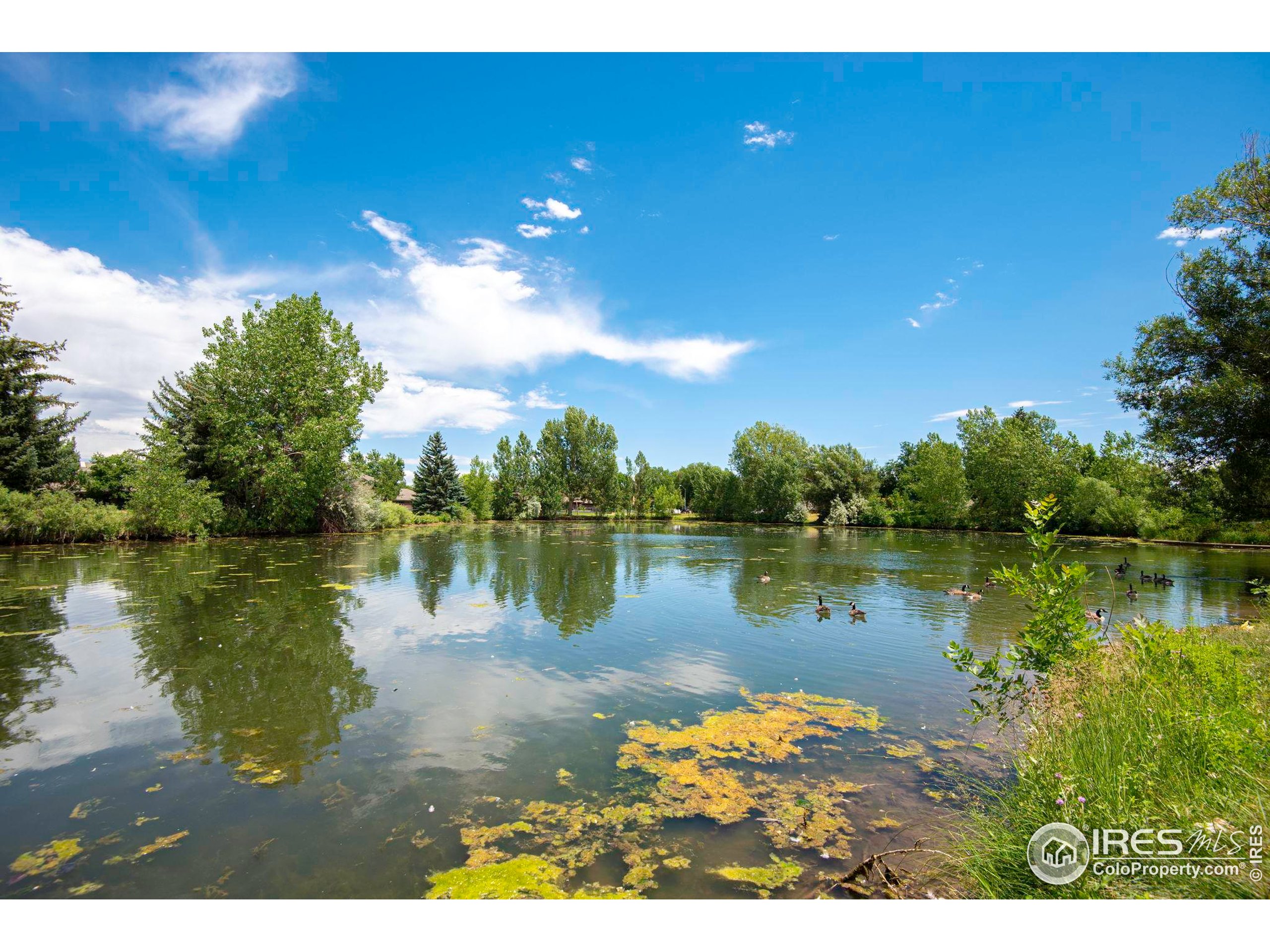 1021 Rolland Moore Drive, Unit F Fort Collins, CO 80526 - Photo 26 of 29 a view of a lake with a house in the background