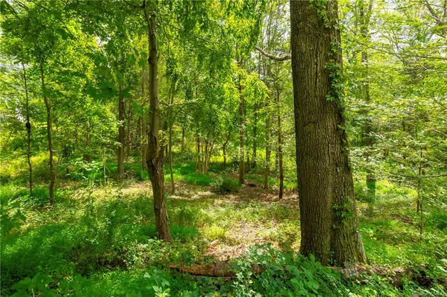 a view of forest