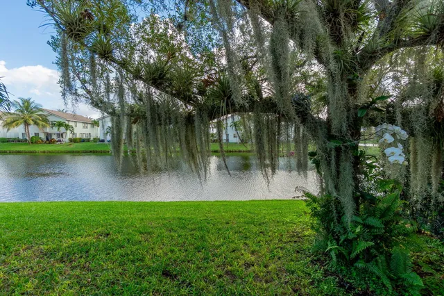 a view of a yard with plants and large trees