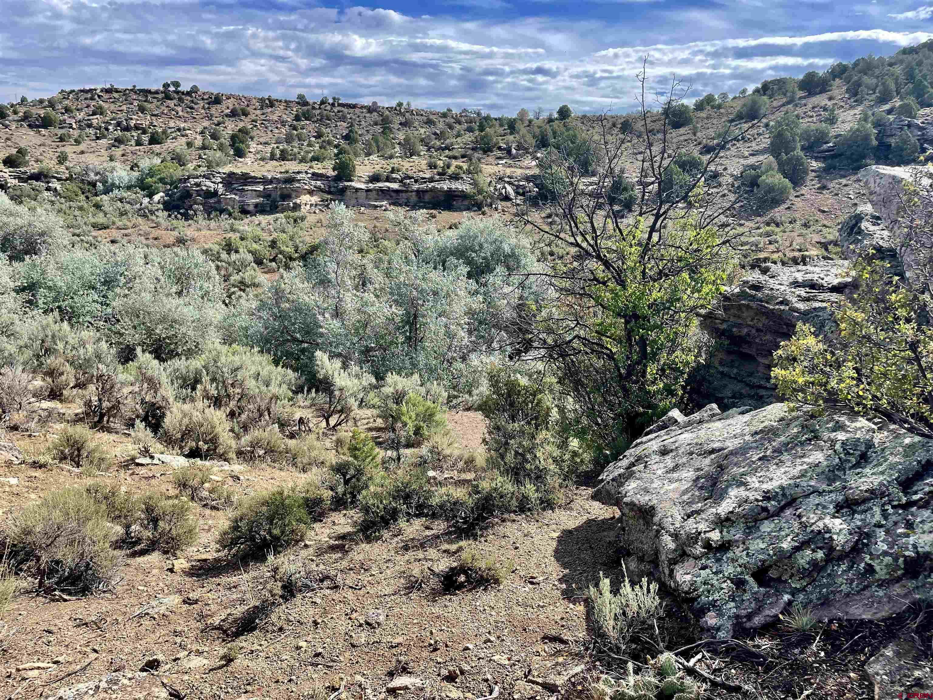 9 North Broadway Cortez, CO 81321 - Photo 17 of 21 a view of a large yard with lots of trees