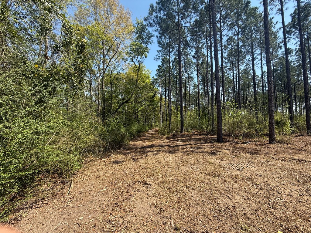 Lot 2 South County Road Slocomb, AL 36375 - Photo 16 of 19