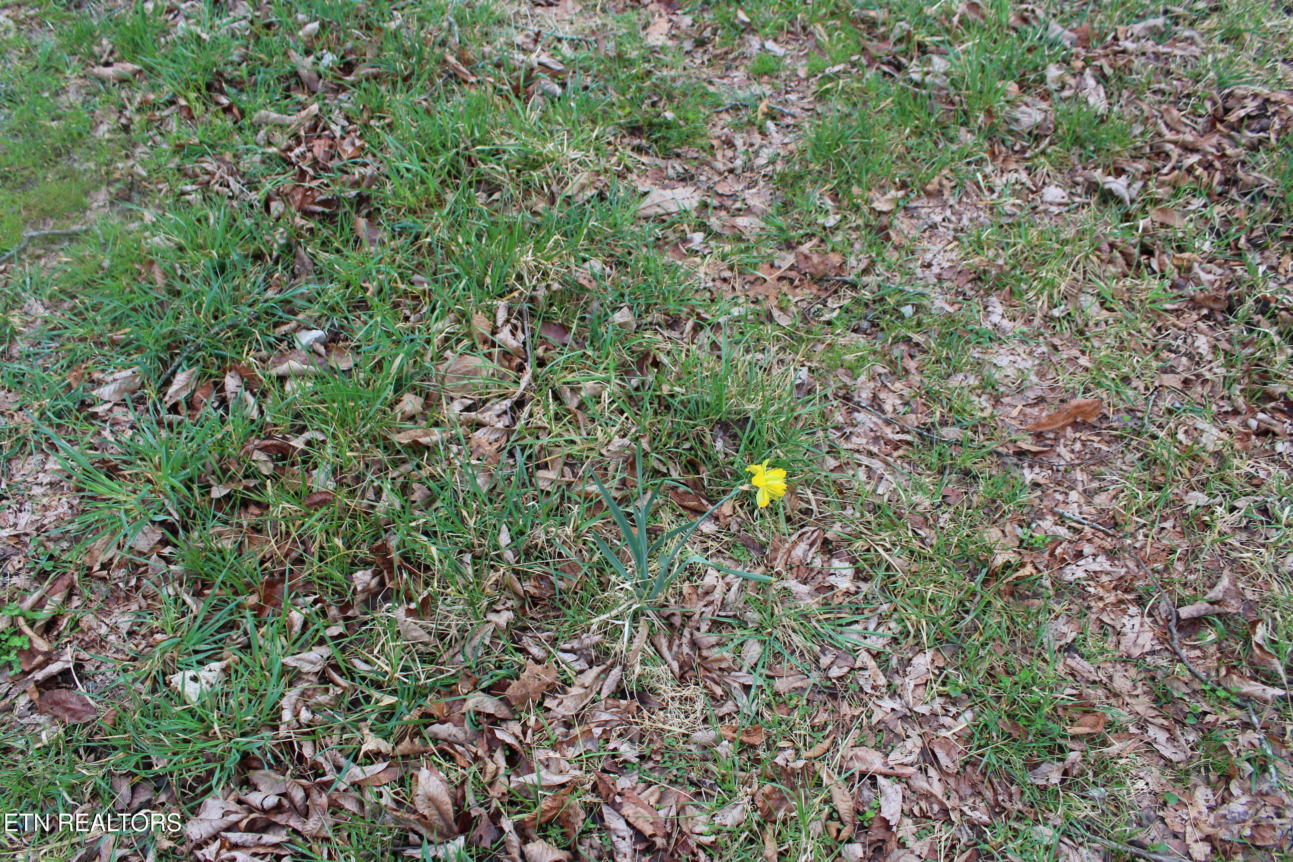 999 Meister Hills Road Deer Lodge, TN 37726 - Photo 11 of 20 IMG_8820