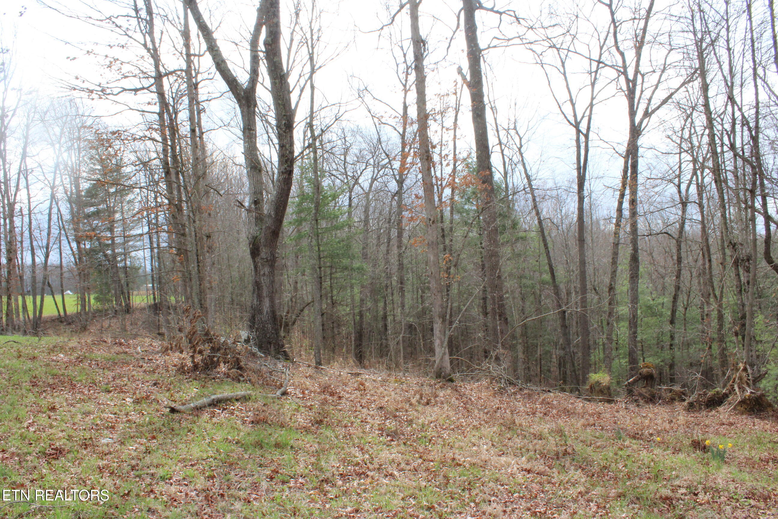 999 Meister Hills Road Deer Lodge, TN 37726 - Photo 18 of 22 IMG_8825