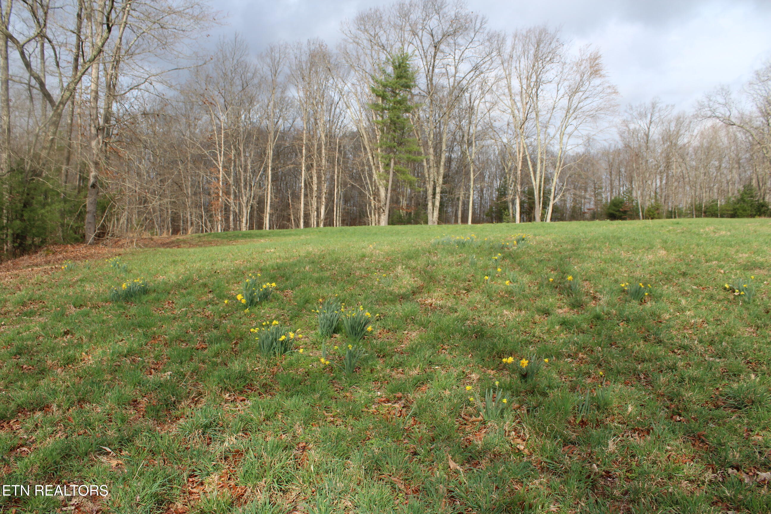 999 Meister Hills Road Deer Lodge, TN 37726 - Photo 18 of 20 IMG_8827