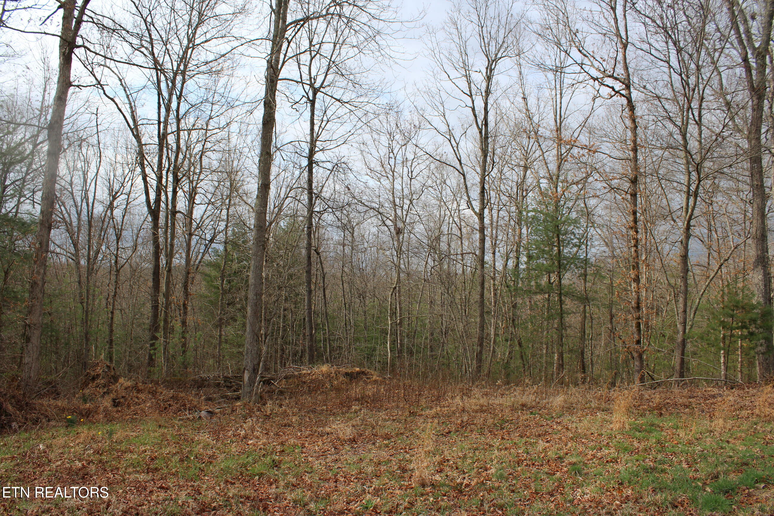 999 Meister Hills Road Deer Lodge, TN 37726 - Photo 19 of 22 IMG_8826