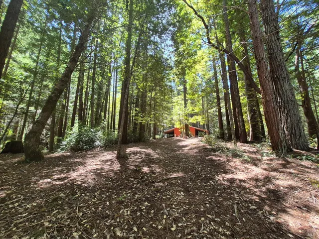 a view of backyard with tree