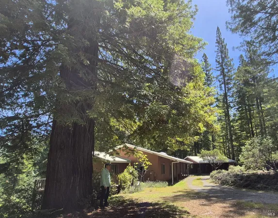 a view of backyard with tree