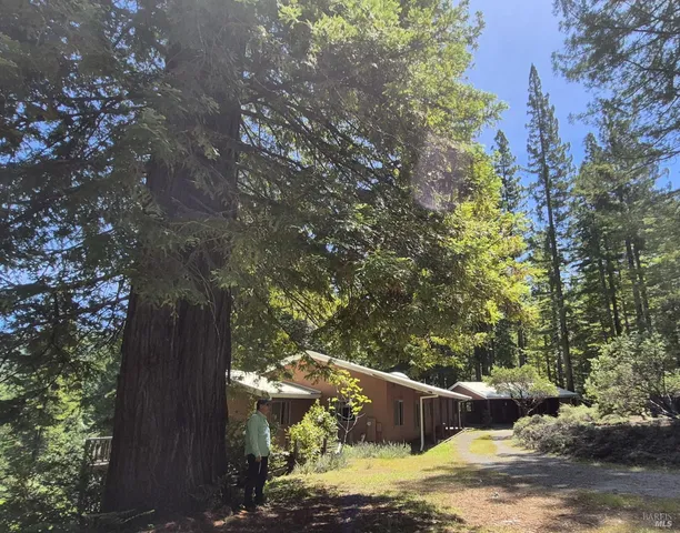 a view of backyard with tree