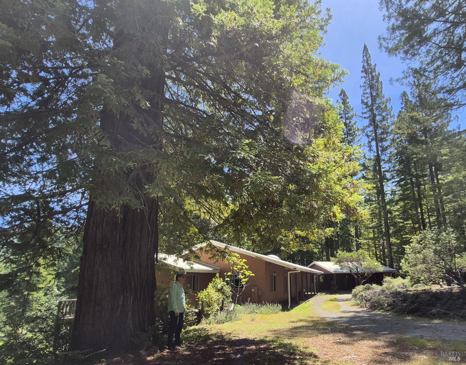11903 Branscomb Road Laytonville, CA 95454 - Photo 3 of 72 a view of backyard with tree