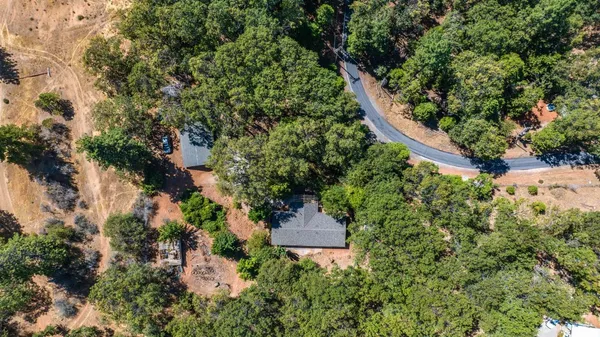 a plant that is in a garden