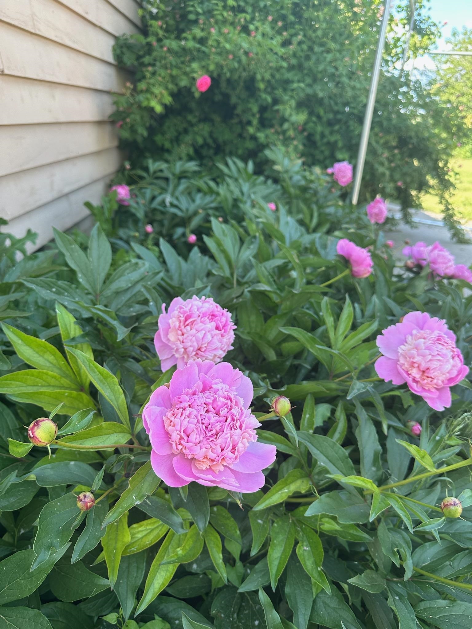 50169 Bergeron Road Reardan, WA 99029 - Photo 31 of 50