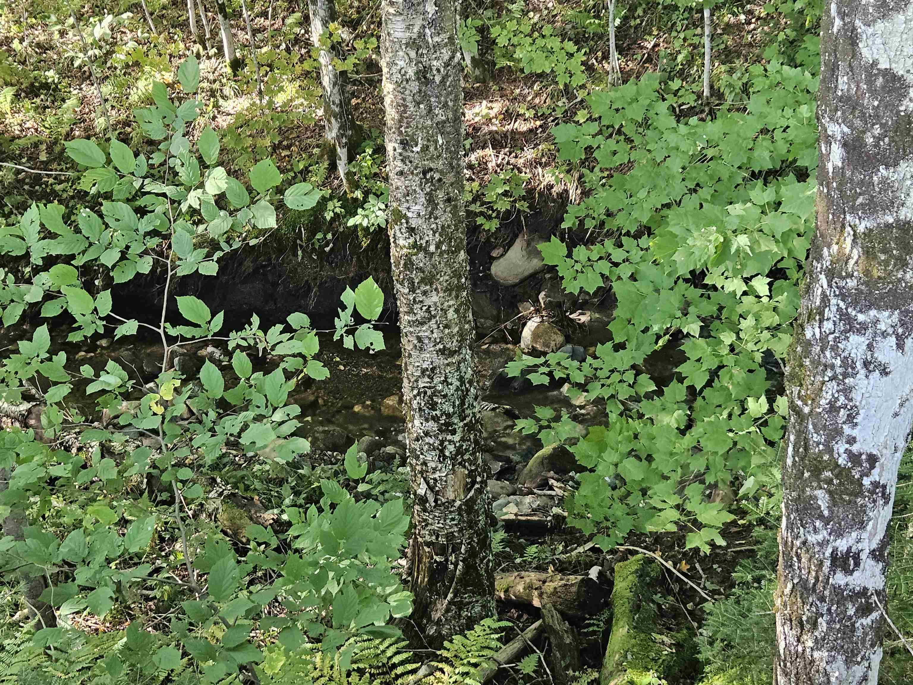 1230 Pinkham Road Burke, VT 05832 - Photo 22 of 33