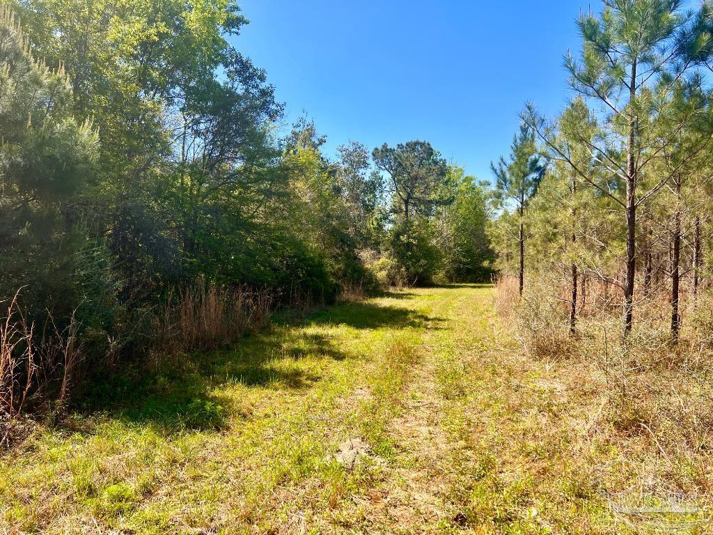 Lot 16 Naturewalk Drive Milton, FL 32571 - Photo 11 of 35 a view of yard with trees