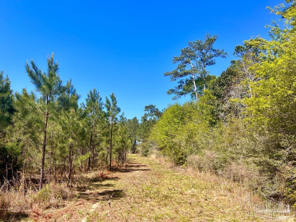 Lot 16 Naturewalk Drive Milton, FL 32571 - Photo 13 of 35 a view of a yard