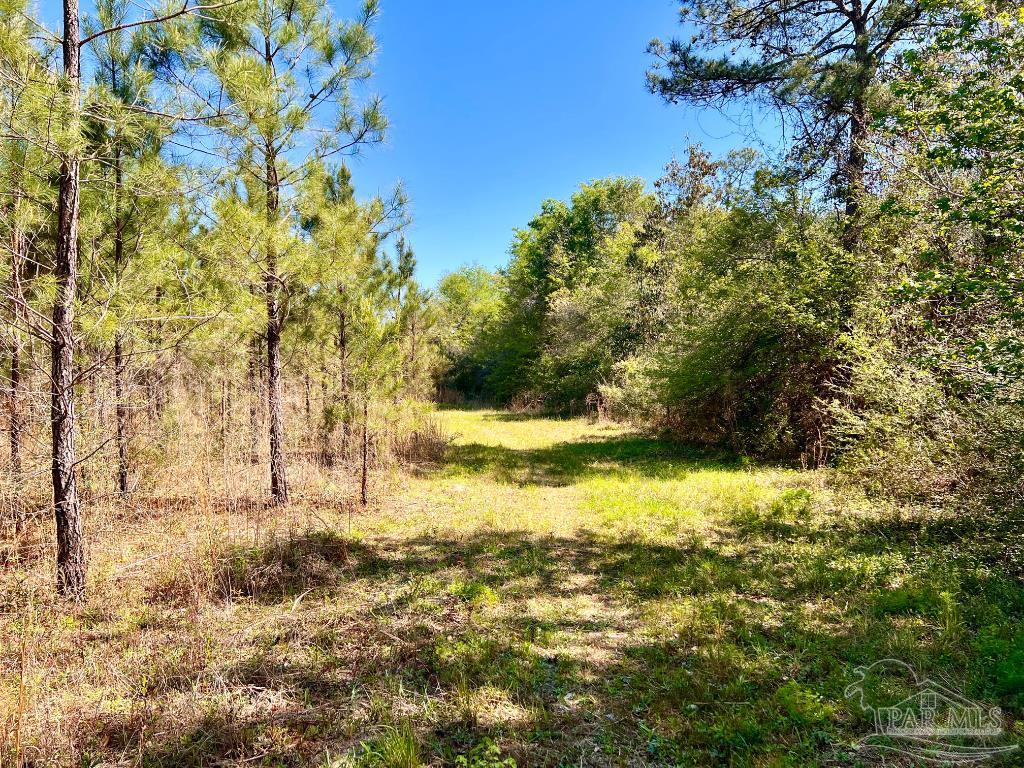 Lot 16 Naturewalk Drive Milton, FL 32571 - Photo 15 of 35 a view of yard with tree
