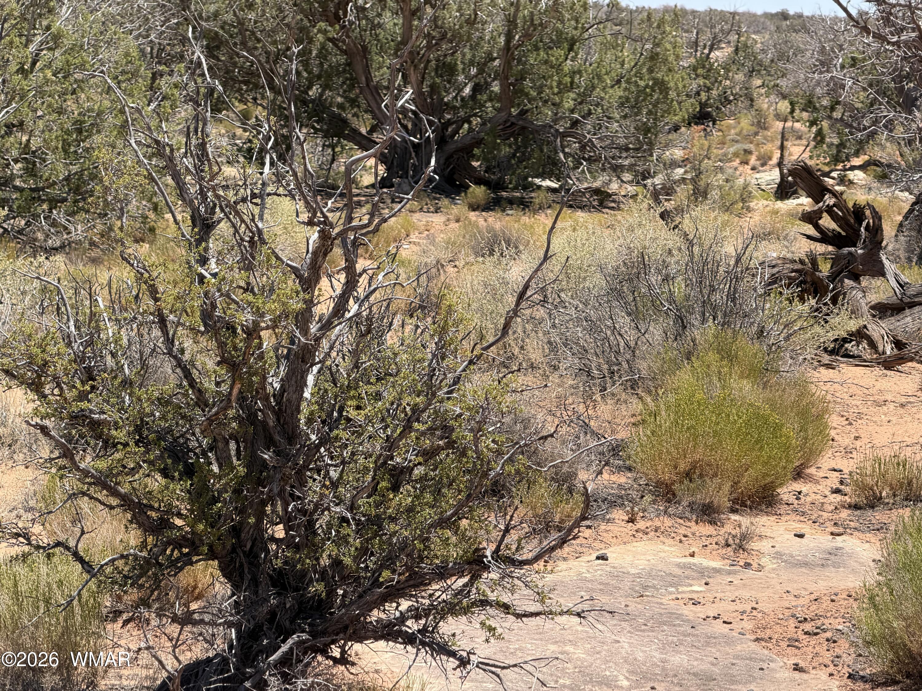 Lot 276 Chev Canyon Ranch, Unit 3 Overgaard, AZ 85933 - Photo 16 of 18