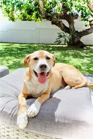a view of outdoor space and yard