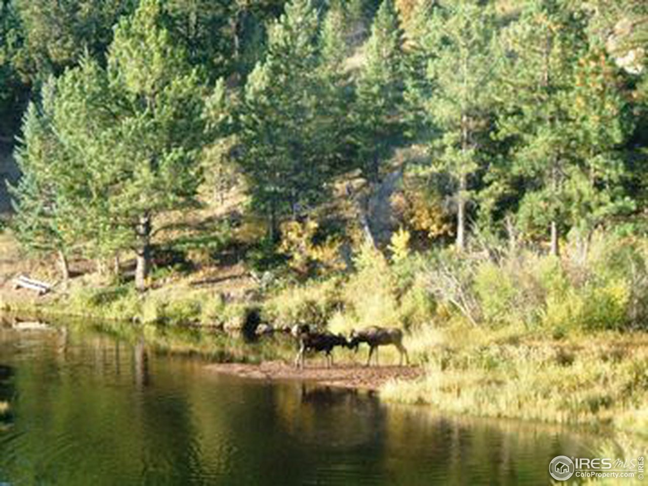 1373 Beartrap Road Red Feather Lakes, CO 80545 - Photo 13 of 16 Gallery Image 13