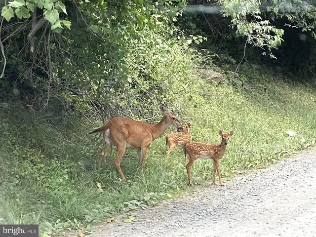 $79,900 | Lot D45-49, Lot D45-49, Stanley, VA 22851