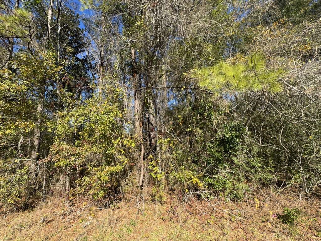 0 Caney Creek Road Vidor, TX 77662 - Photo 2 of 3