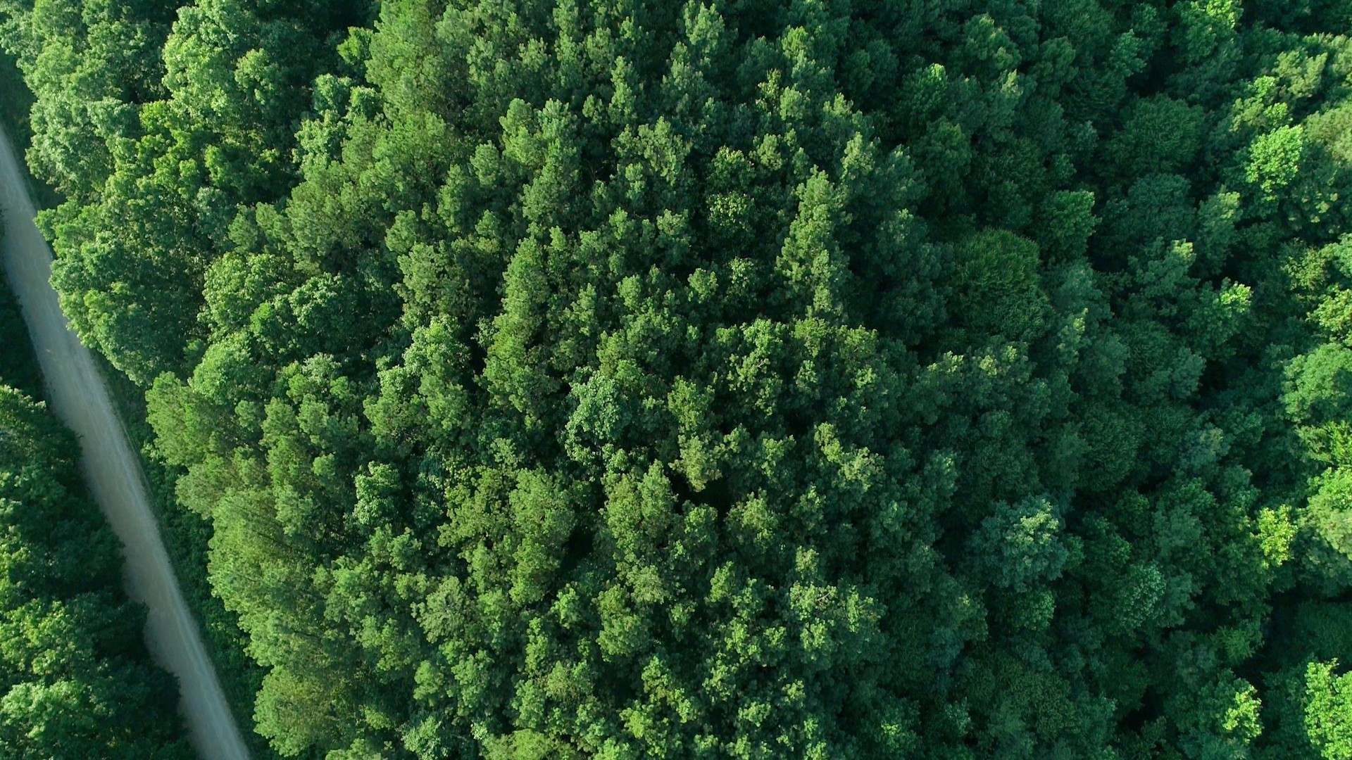 7587 Todd Road Westpoint, TN 38486 - Photo 11 of 16 a view of a lush green forest