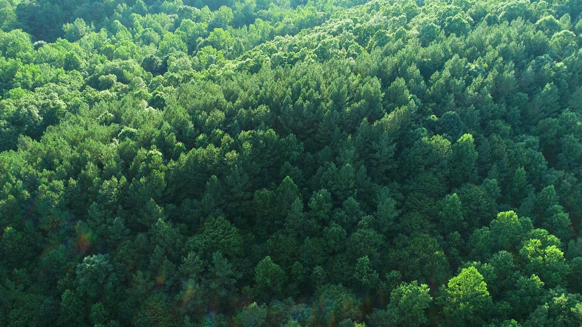 7587 Todd Road Westpoint, TN 38486 - Photo 12 of 16 a view of a lush green forest