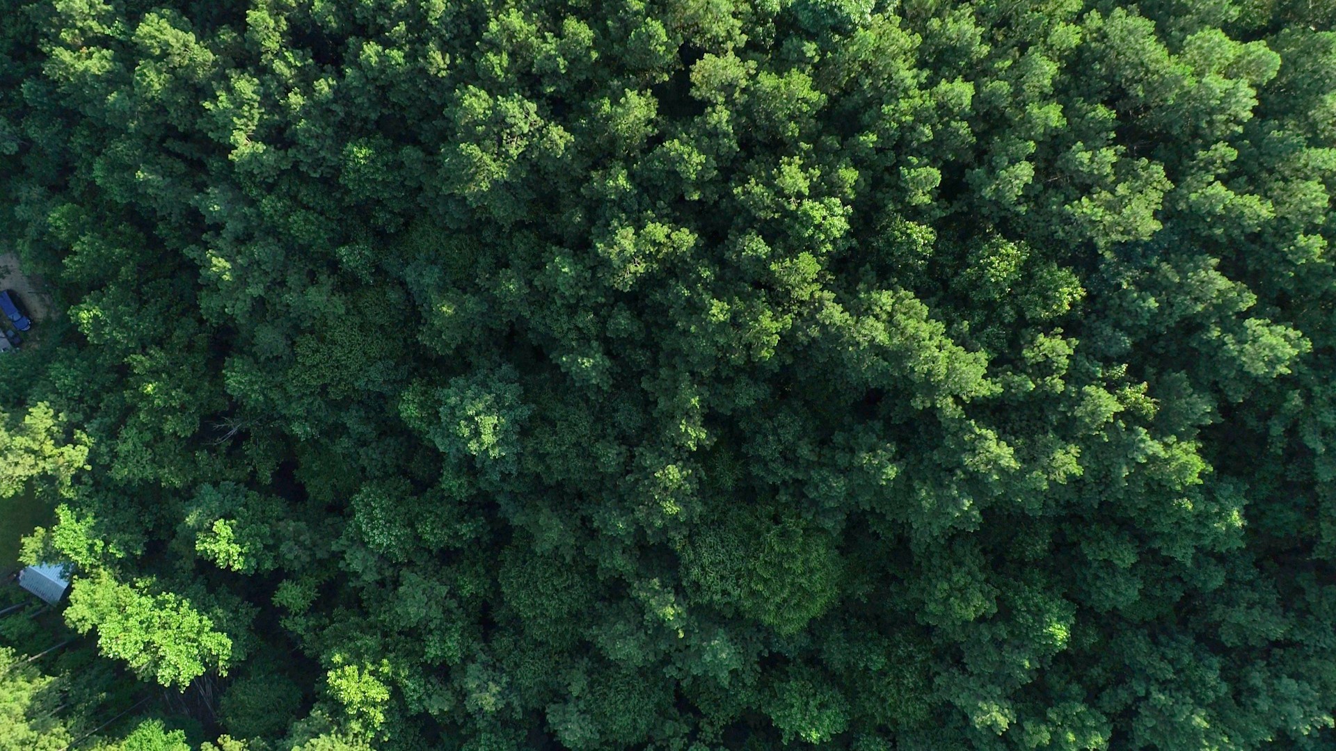 7587 Todd Road Westpoint, TN 38486 - Photo 13 of 16 a view of a lush green forest
