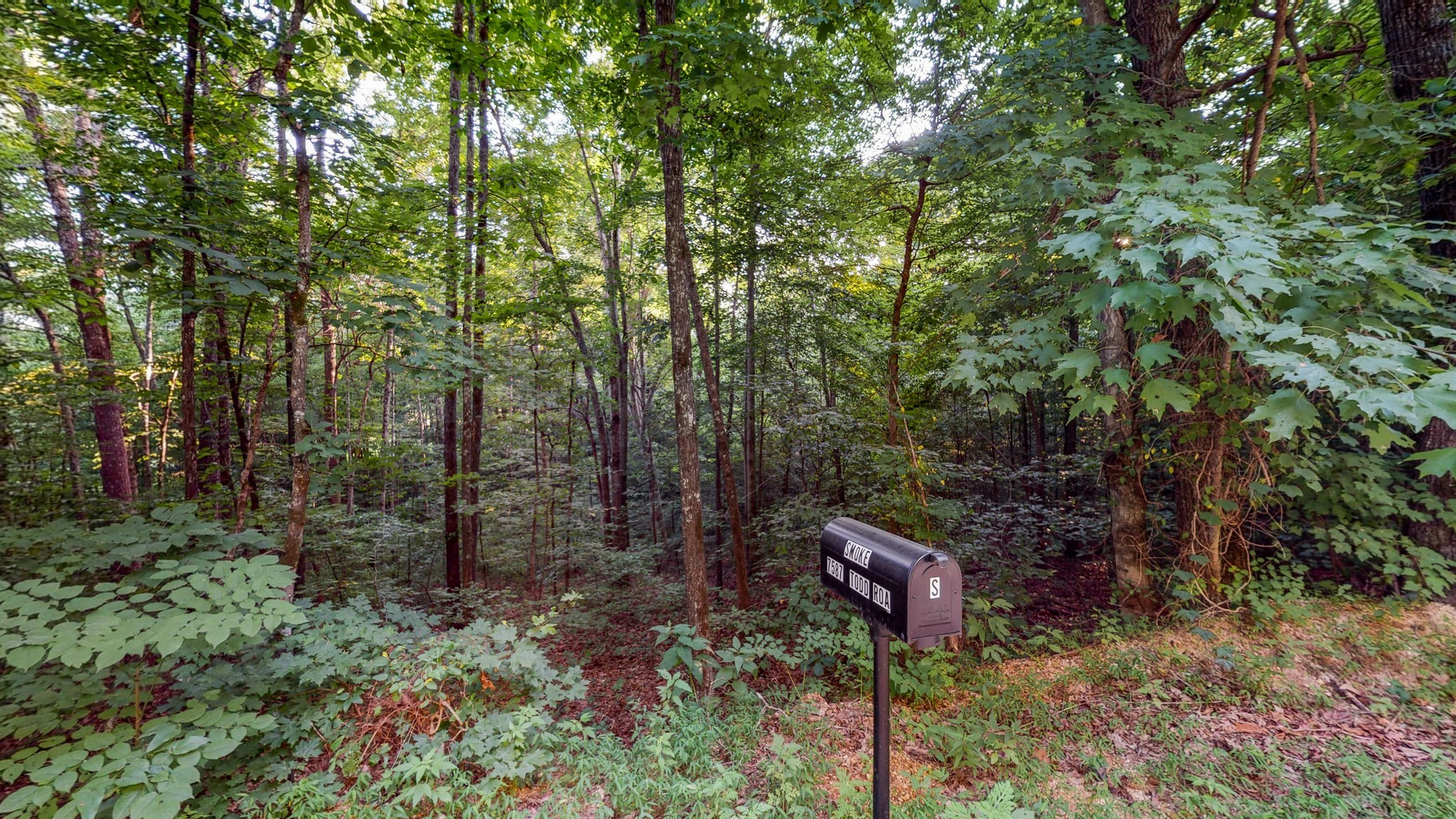 7587 Todd Road Westpoint, TN 38486 - Photo 4 of 16 a view of a forest with large trees