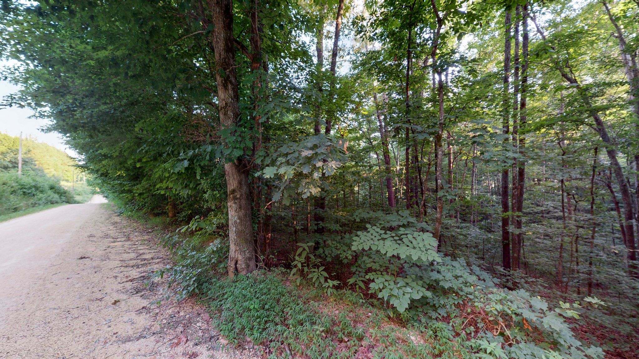 7587 Todd Road Westpoint, TN 38486 - Photo 5 of 16 a view of a forest with trees in the background