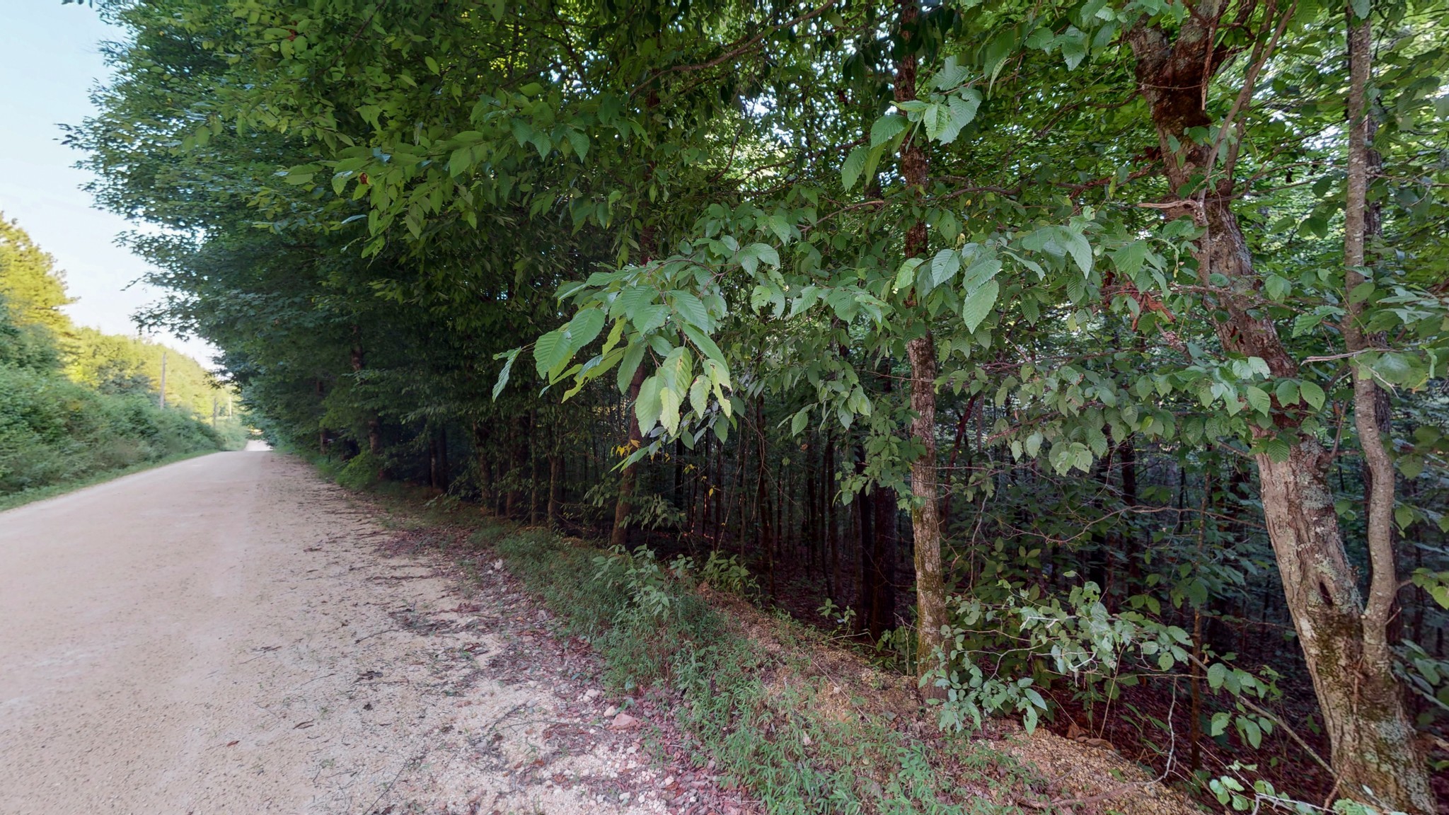 7587 Todd Road Westpoint, TN 38486 - Photo 6 of 16 a view of a yard with plants and a trees