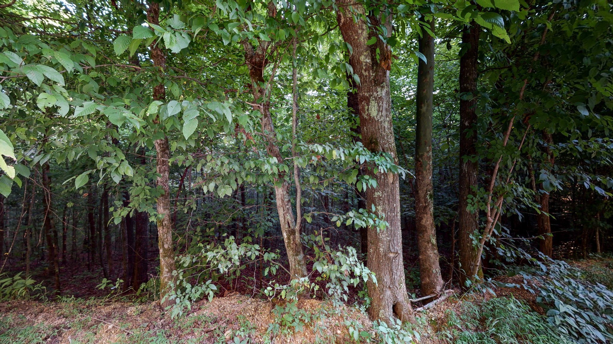 7587 Todd Road Westpoint, TN 38486 - Photo 7 of 16 a view of a garden