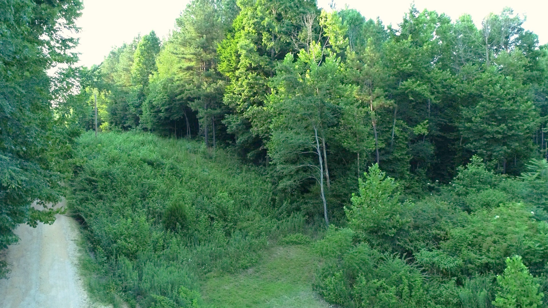 7587 Todd Road Westpoint, TN 38486 - Photo 9 of 16 a view of a lush green forest with trees in the background