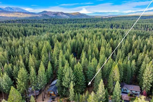 a view of a lush green forest with trees in the background