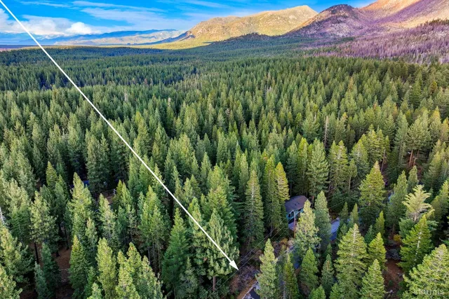 a view of a lush green forest with a mountain in the background
