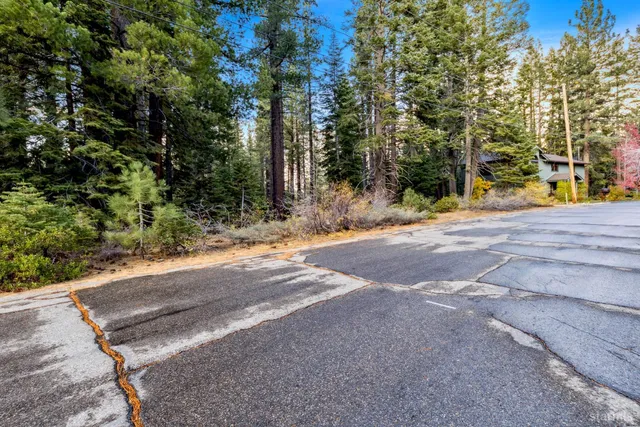 a view of a yard with plants and trees