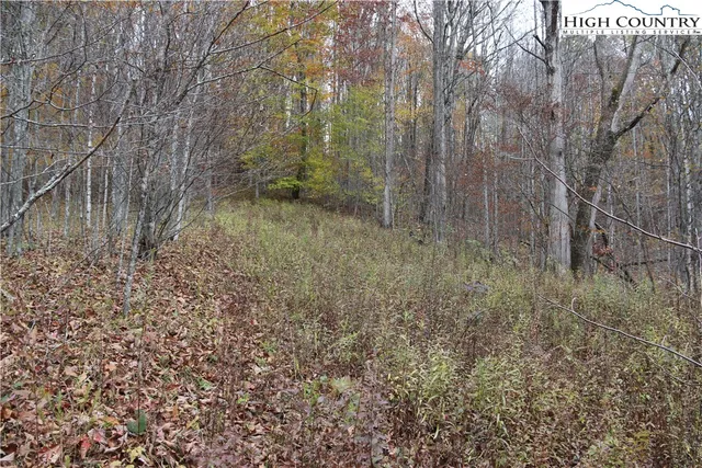 a view of a forest with trees in the background