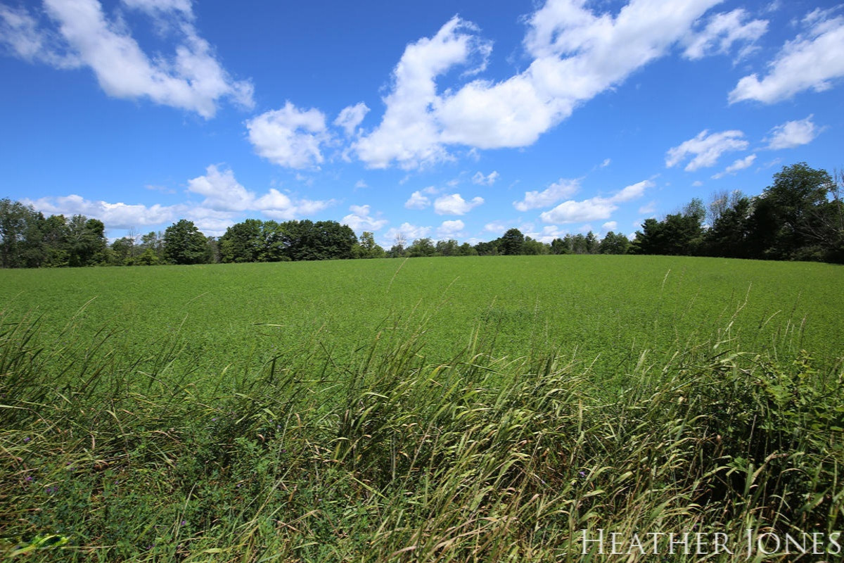 3532 Fleck Road Six Lakes, MI 48886 - Photo 27 of 29 IMG_3791